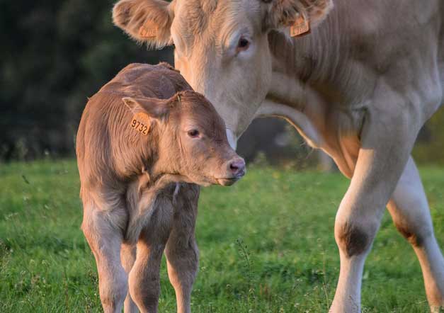 संकरित गाई-म्‍हशींचे गट वाटप योजना