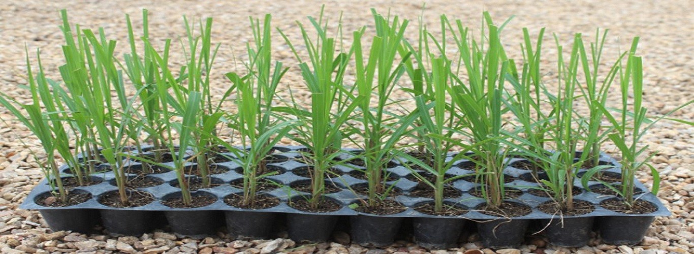 ऊस लागवडीची सुधारित पद्धत