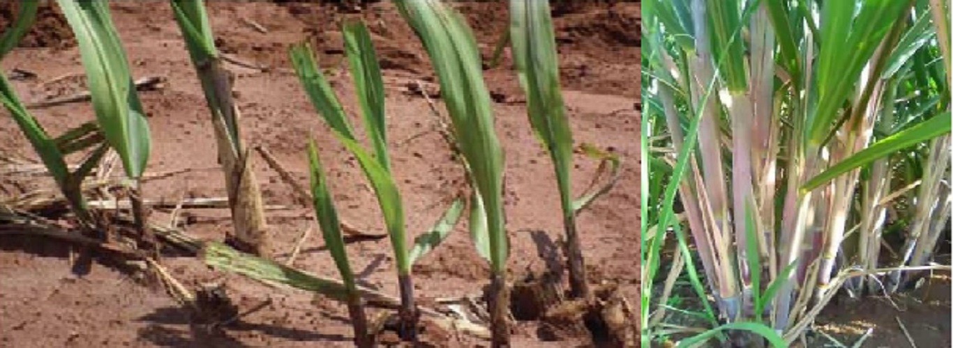 खोडवा उसाचे व्यवस्थापन