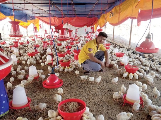 अभियंत्याने धरली पोल्ट्री व्यवसायाची कास