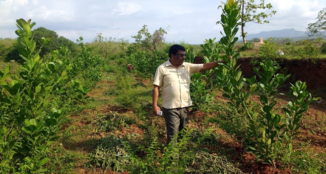 दिलीप देशमुख यांना शेतीत स्थैर्य कसे मिळाले, वाचा यशकथा