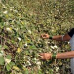 farmer success story: आजी सोबत राबली पोरं, मनरेगामुळे पिकली बोरं…