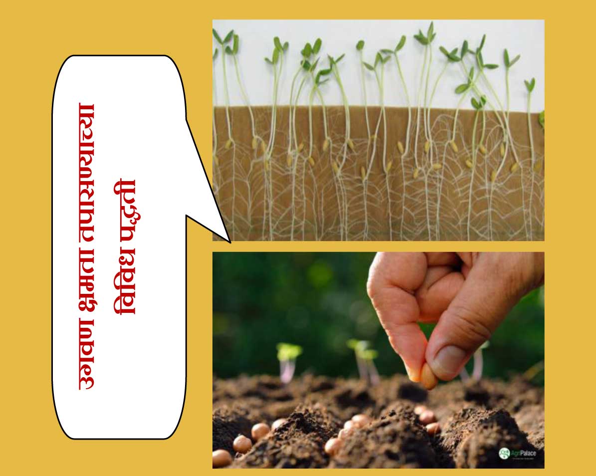 शास्त्रीय पध्दतीने करा बीजप्रक्रिया व तपासा  बियाण्याची उगवण क्षमता