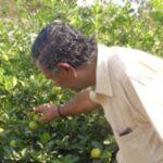 सकस अन्ननिर्मितीचा ध्यास घेणारी जितूभाईंची सेंद्रिय शेती