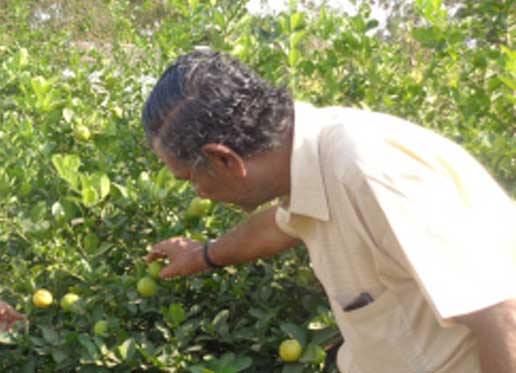 सकस अन्ननिर्मितीचा ध्यास घेणारी जितूभाईंची सेंद्रिय शेती