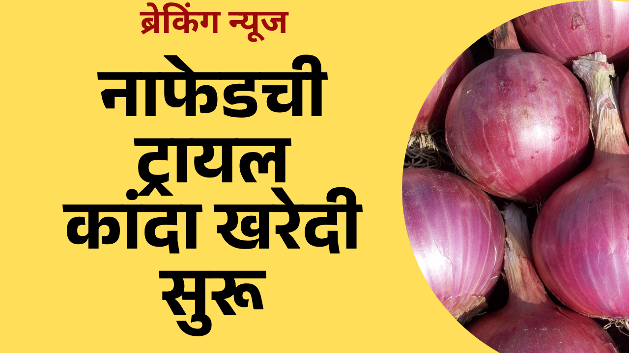 Nafed Kanda kharedi: नाफेडची ट्रायल कांदा खरेदी सुरू; कृषीमंत्री करणार नियमित खरेदीचा शुभारंभ?