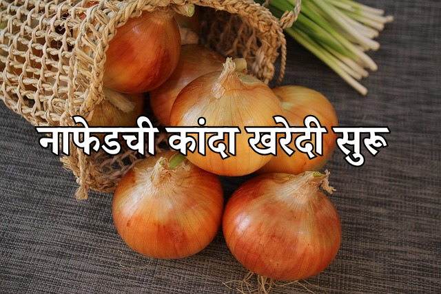 Nafed kanda kharedi 2025: नाफेड कांदा खरेदीचे घोडे अखेर गंगेत न्हाले