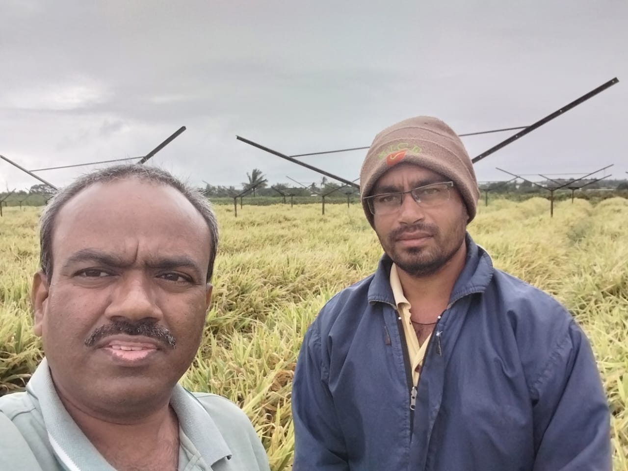 Vineyards to Ginger: द्राक्षबागांपासून आल्यापर्यंत, लवचिक शेतीकडे प्रवास